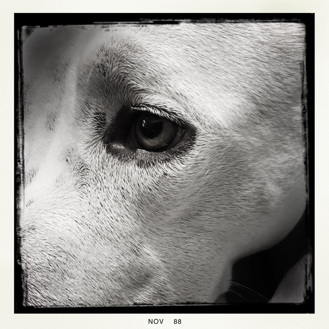 Solemn Eyes by Robertino Ragazza