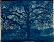 Load image into Gallery viewer, a summer's day by Sarah Loyola

